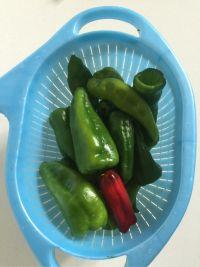 炒青椒的做法步骤1